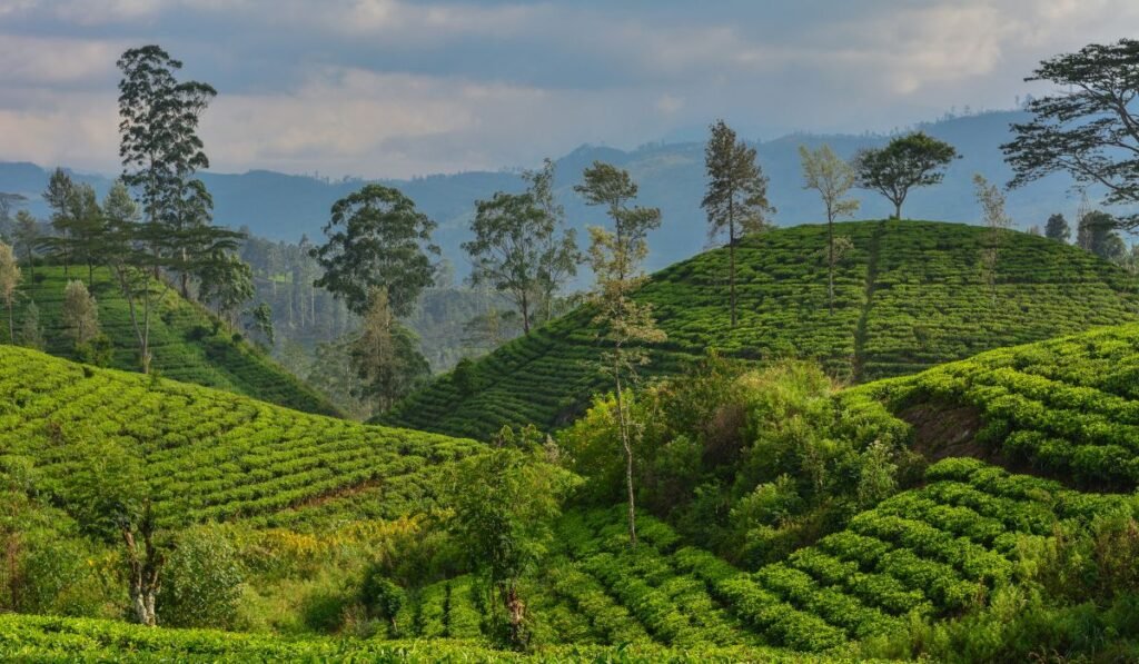 Ella Sri lanka